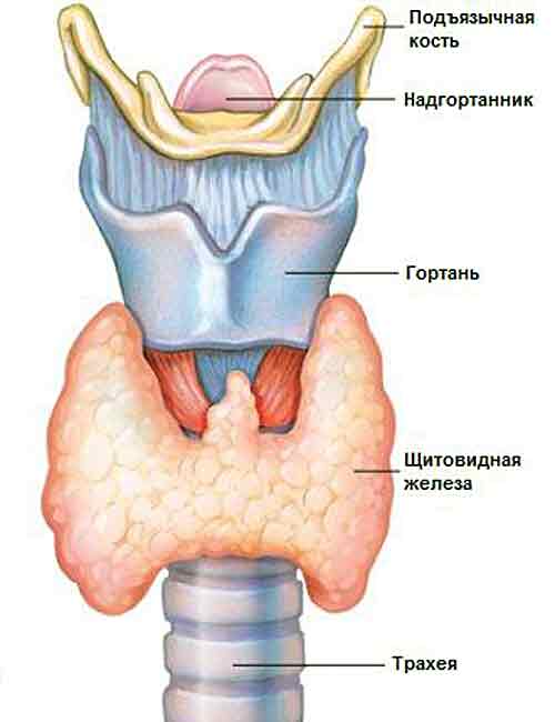 лечение щитовидной железы в Москве